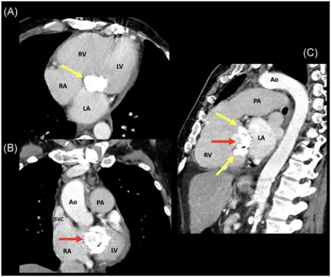  DOI: 10.1111/jocs.15050